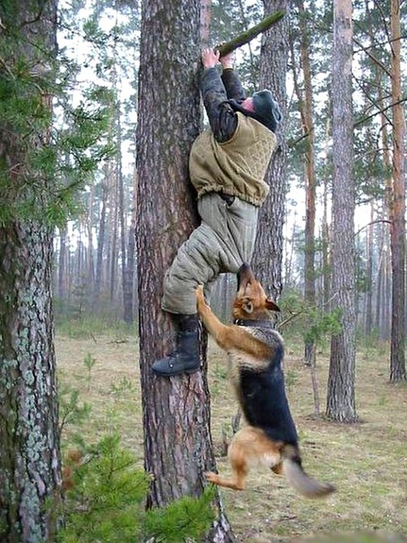 Dog grabbing a man climbing a tree